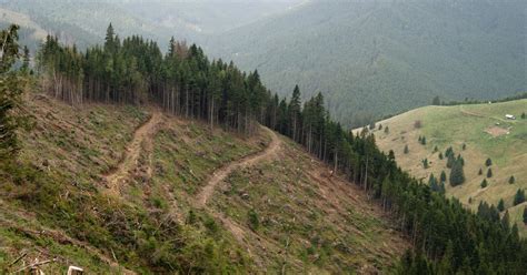 europa sacrifica florestas ancestrais